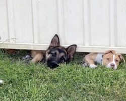 Dogs Next Door Greet The New Neighbors Before A Third Friend Pops In To Say Hi