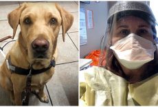 When A Patient Is Hospitalized, A Nurse Goes Above And Above To Care For His Guide Dog