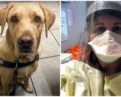 When A Patient Is Hospitalized, A Nurse Goes Above And Above To Care For His Guide Dog