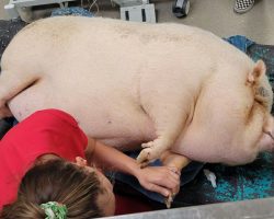 Severely Overweight Potbelly Pig Found Abandoned in Dog Kennel – Now ‘On Road to Recovery’