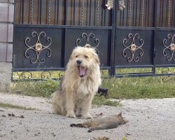 Owner Sold His House And Left The Dog Behind, And Oscar Sat Waiting At The Gate