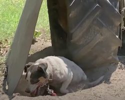 Terrified Dog Chained Out With Bug-Infested Food Gets Second Chance