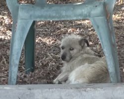 Stray Dog Took Shelter Under An Old Plastic Chair To Await A New Life