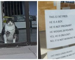 Chonky Cat Is So Chubby People Keep Thinking He’s Pregnant, So Owner Puts Up Hilarious Sign To Clear Things Up