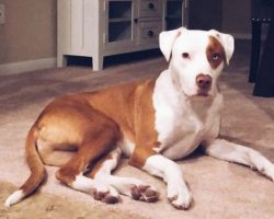 Dog Passes After Common Mistake, Dog Owner Posts Warning To Save Others