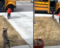Pit Bull Thanks School Bus Driver Every Day For Dropping Off Her Human