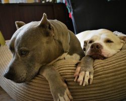 Pit Bull Dogs Are Friends, Not Foes