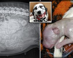 Dalmatian Expecting Only 3 Puppies Gives Birth to a Whopping World Record Litter of 18