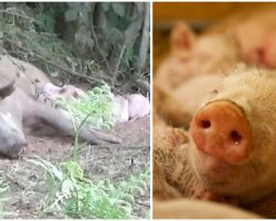 Pregnant pig escapes from factory farm to safely give birth to her litter