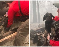 Deputies Spot Tiny Pup With Burns Peeking His Head Out From Fiery Aftermath
