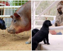 Rescue Puppies Get Up-Close & Personal With Farm Animals As They Explore Animal Sanctuary