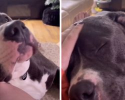 Dog Raised With Cats Now Purrs When Petted