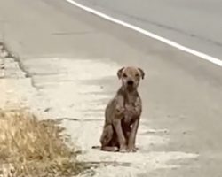 He Sat By The Road Missing His Once-Shiny Coat And Needing Love