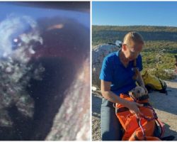 Dog Trapped In Narrow Rocky Crevice Rescued Unharmed After Five Days Without Food Or Water