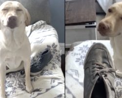 Labrador Has No Regrets About Chewing Up Mom’s Shoe