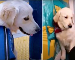 Hard-Working Service Dog Doesn’t Fit In, Won’t Play Till He Met Kindred Spirit