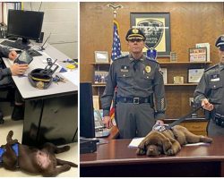 Tiny Police Dog Who Loves To Nap Snoozes Through His Entire ‘Swearing-In’ Ceremony