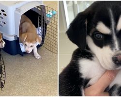 7 Husky Puppies Abandoned In Box On Side Of Freeway Need New Homes