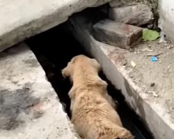 Old Dog Found Lying In A Drain Unable To Move