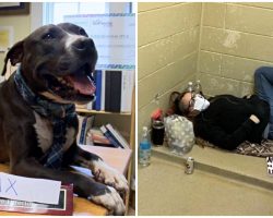 Shelter Dog Swaps Places With Executive Director For A Day & Finds Perfect Home