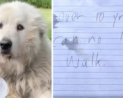 A White Fluffy Dog Was Tied To A Sled And Abandoned With A Note