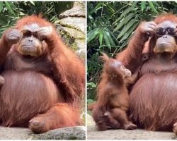 Clever Orangutan Shows Understanding Of Human Fashion By Trying On Tourist’s Sunglasses