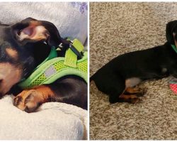 Couple Held At Gunpoint As Teenagers Steal Their 2-Month-Old Dachshund Pup