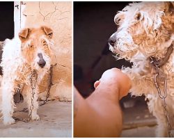 Sweet Old Dog Spent Her Life Chained To A Wall & Was Never Even Given A Name