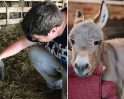 Tiny Donkey Thinks He’s Actually A Dog