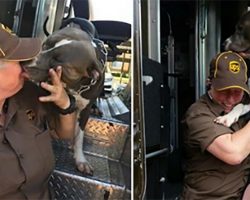 UPS Driver Forms Bond With Pit Bull While On Delivery Route, Adopts Him After Owner Passes