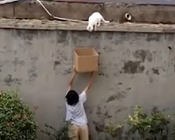 Boy Sees A Scared Cat Who Can’t Get Down And Offers A Helping Hand