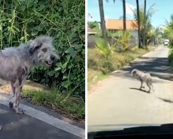 They Follow A Little ‘Werewolf’ Down The Road, And It Ends Up Changing Colors