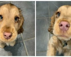 The Internet Has Fallen In Love With Winnie The Cocker Spaniel With Her Disney-Princess Like Pretty Eyes