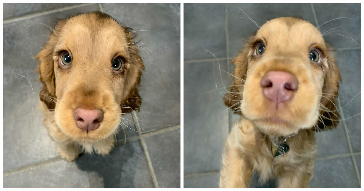 Winnie the cocker spaniel has won the internet’s hearts with her gorgeous eyes