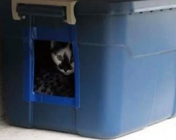 Woman Makes Homemade Feral Cat Shelters To Help Stray Cats Get Through the Winter