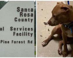 Crying Woman Bursts Through Shelter Door & Pleads To Get Her Deaf Dog Back
