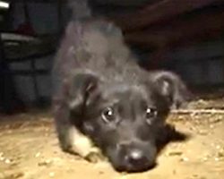 Puppy Who Couldn’t Walk Learns To Walk Again As 295 Dogs Are Rescued from a Puppy Mill