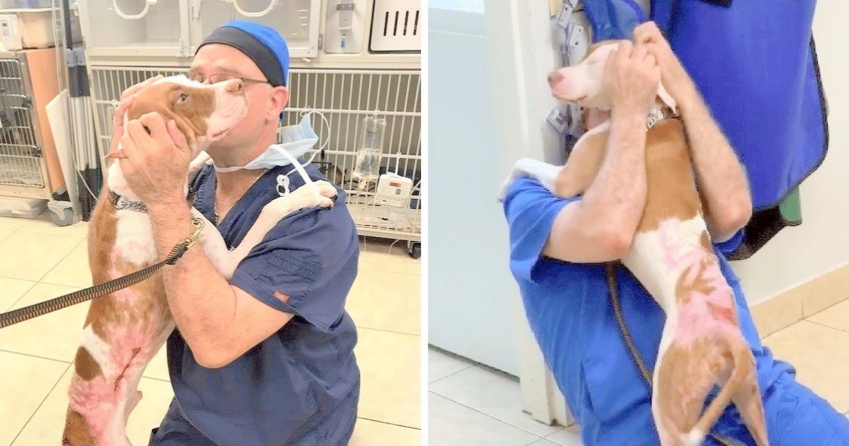 Dog With Severe Burns Miraculously Saved By Vet, Their Reunion Will Tear  You Up