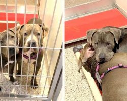 2 Shelter Dogs Form Unbreakable Bond, Shelter Hopes To Find Them A Home Together