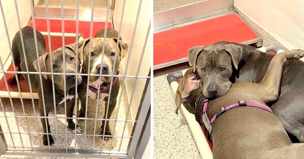 2 Shelter Dogs Form Unbreakable Bond, Shelter Hopes To Find Them A Home  Together