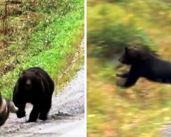 Dog Being Chased By Angry Bear Sees No Escape, Panicked Owners Freeze In Fear