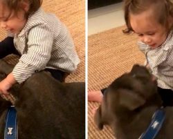 Baby Shoves Her Finger In Pit Bull’s Mouth & Dog “Launches” Himself At Her Face