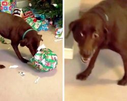 Dog Can’t Believe Her Luck And “Freaks Out” When She Opens Her Christmas Gift