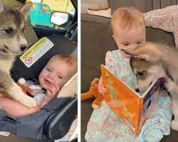 Baby Husky Grows Up With Baby Girl And They Do Everything Together