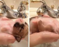 10-Day-Old Puppy Rescued From Dumpster Enjoys Hot Bath In Sink