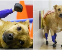 Amputee Rescue Dog Gets Second Chance After Being Given Prosthetic Paws