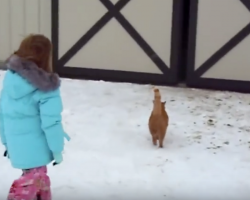 Cat Plays Along With Mom & Dad and Leads Little Girl To Her Surprise Christmas Gift