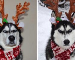 Unimpressed Husky Reluctantly Goes Along With Family’s Christmas Card Idea