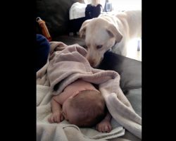 New-Mom Introduces Newborn To Her Pet, Dog Shows Mom Her 1st Rookie Mistake
