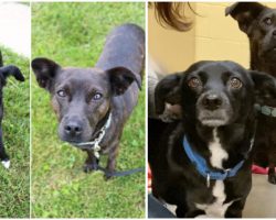 Bonded Rescue Dogs Find a Home Together After Year of Waiting in Shelter